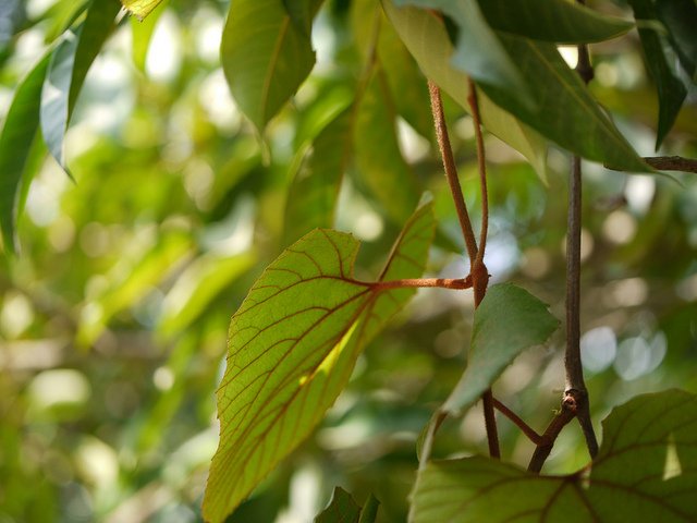 ampelocissus-indica-6.jpg